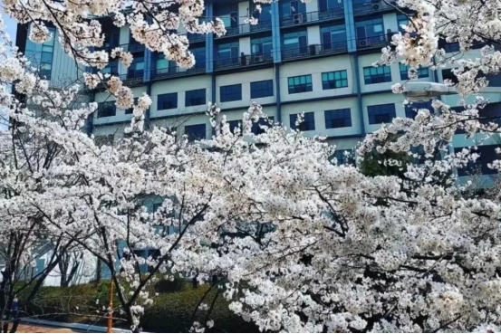 免试录取 | 2023年9月韩国嘉泉大学1.5年制多语种授课MBA研究生申请提醒！(图6)